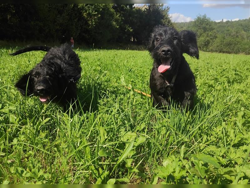 Wunderschöne Cockapoo-Welpen (Pudel-Cockerspaniel) abzugeben