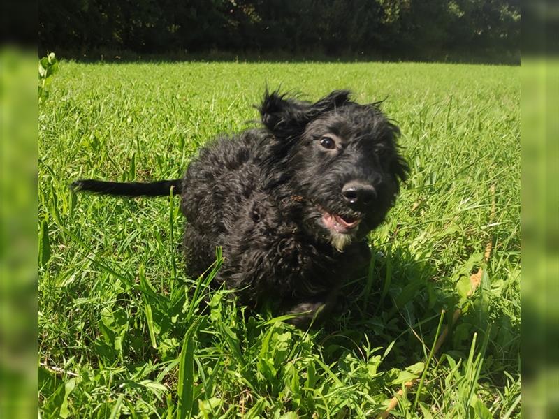 Wunderschöne Cockapoo-Welpen (Pudel-Cockerspaniel) abzugeben