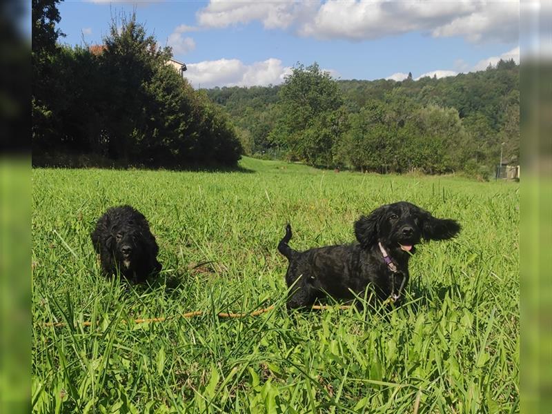 Wunderschöne Cockapoo-Welpen (Pudel-Cockerspaniel) abzugeben