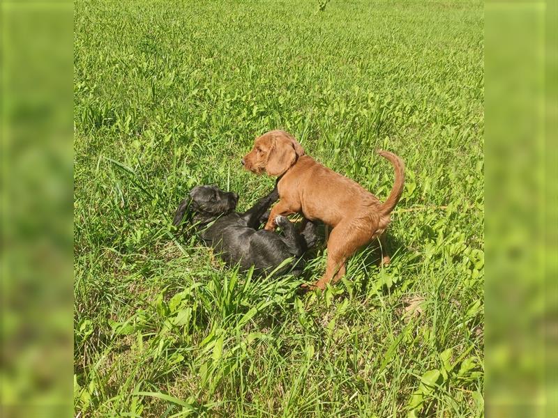 Wunderschöne Cockapoo-Welpen (Pudel-Cockerspaniel) abzugeben