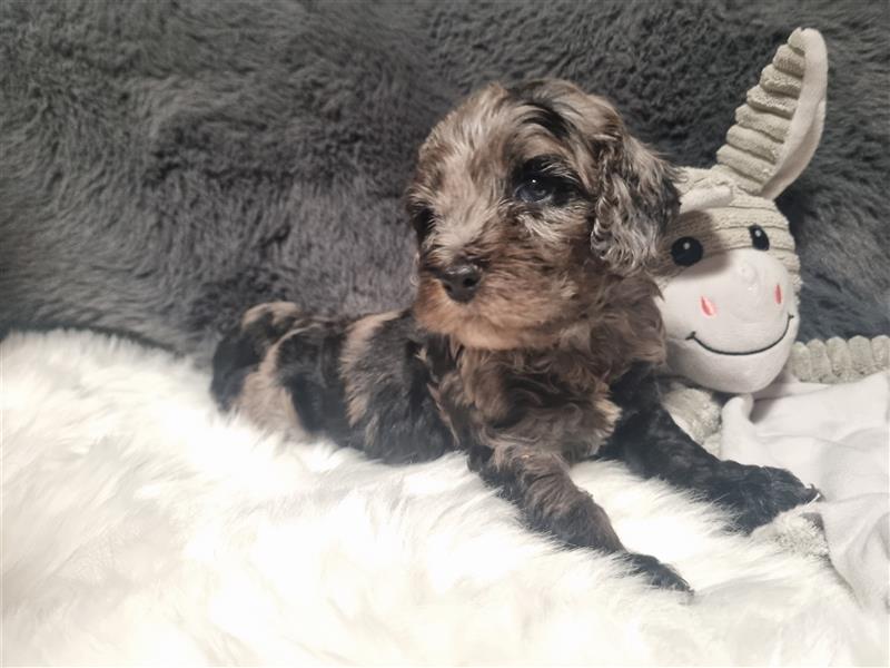 Cockapoo, cockerpoo,  mini doodle