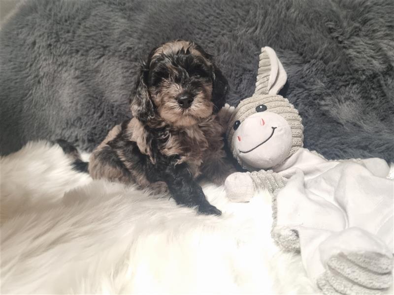 Cockapoo, cockerpoo,  mini doodle