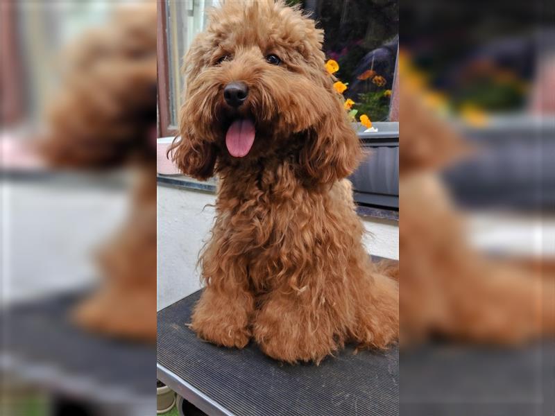 Cockapoo Hündin 1 Jahr