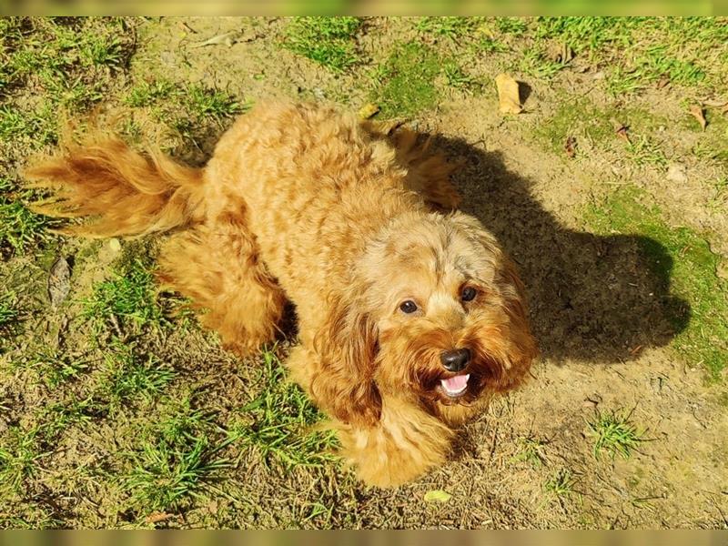 Cockapoo Hündin 1 Jahr