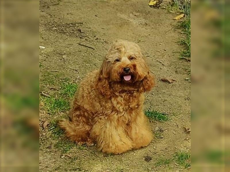 Cockapoo Hündin 1 Jahr