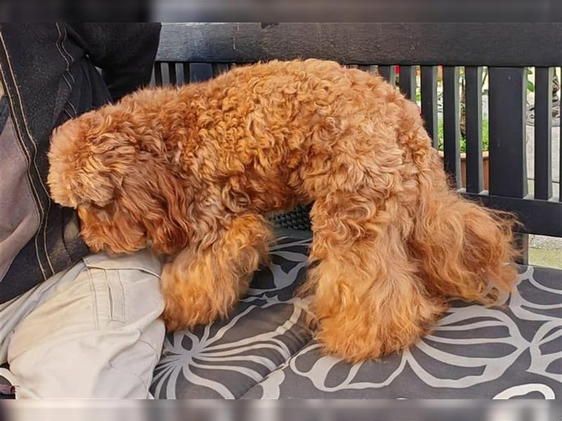 Cockapoo Hündin 1 Jahr