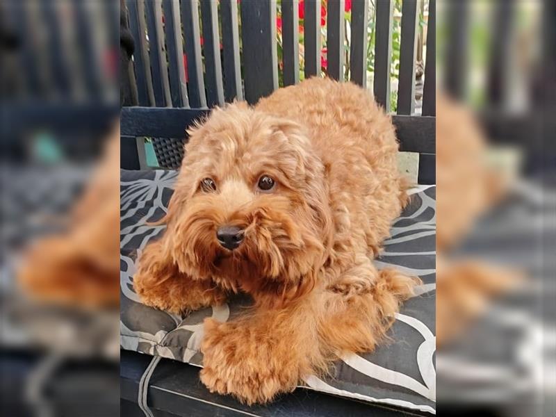 Cockapoo Hündin 1 Jahr