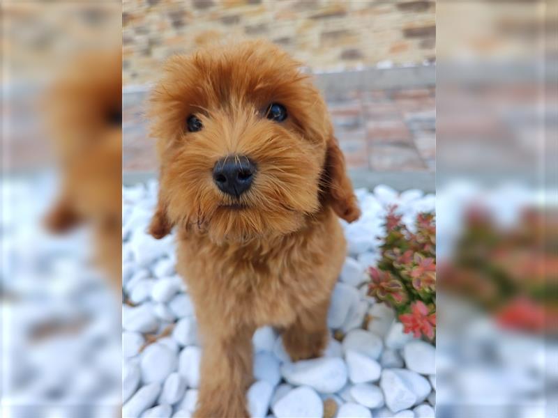 Cockapoo (Amerikanischer Spaniel/Pudel)