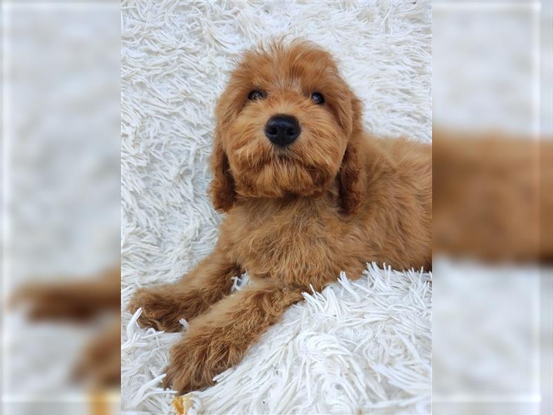 Cockapoo (Amerikanischer Spaniel/Pudel)