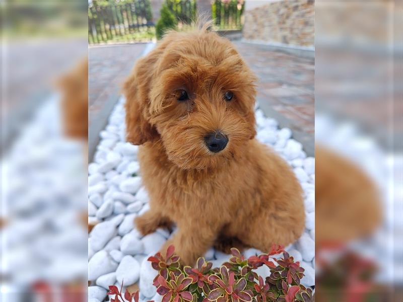 Cockapoo (Amerikanischer Spaniel/Pudel)