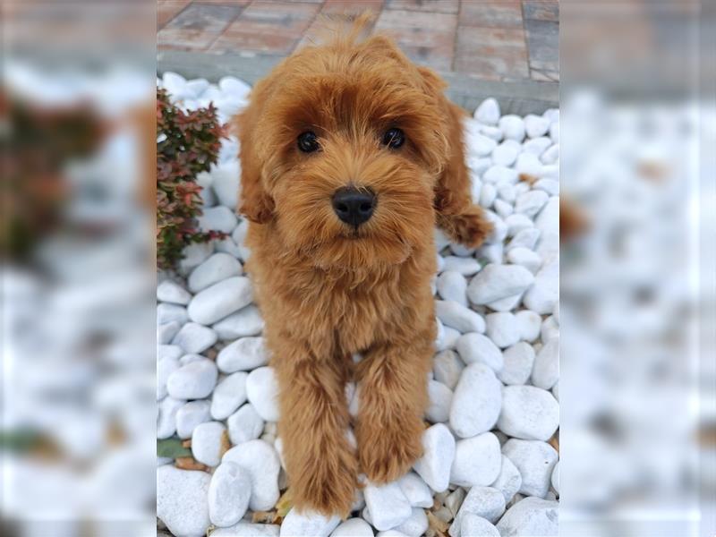 Cockapoo (Amerikanischer Spaniel/Pudel)