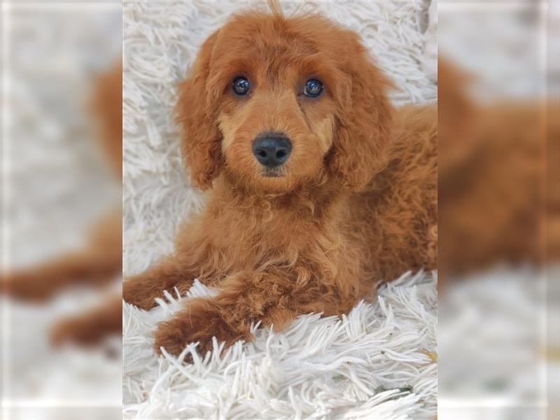 Cockapoo (Amerikanischer Spaniel/Pudel)