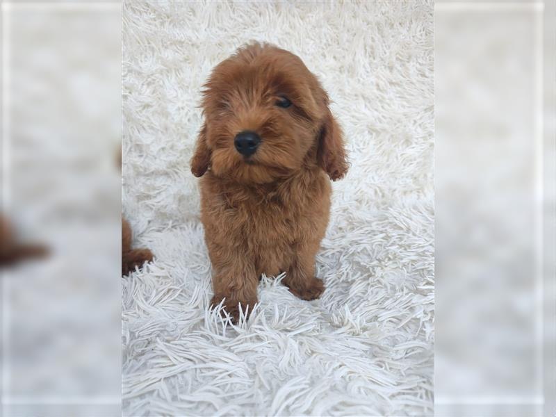 Cockapoo (Amerikanischer Spaniel/Pudel)