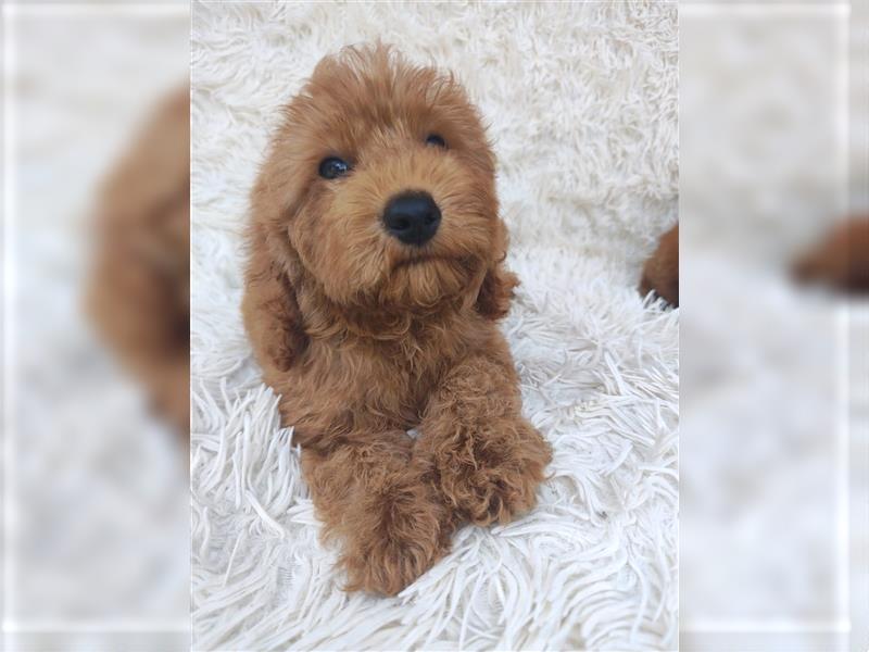 Cockapoo (Amerikanischer Spaniel/Pudel)