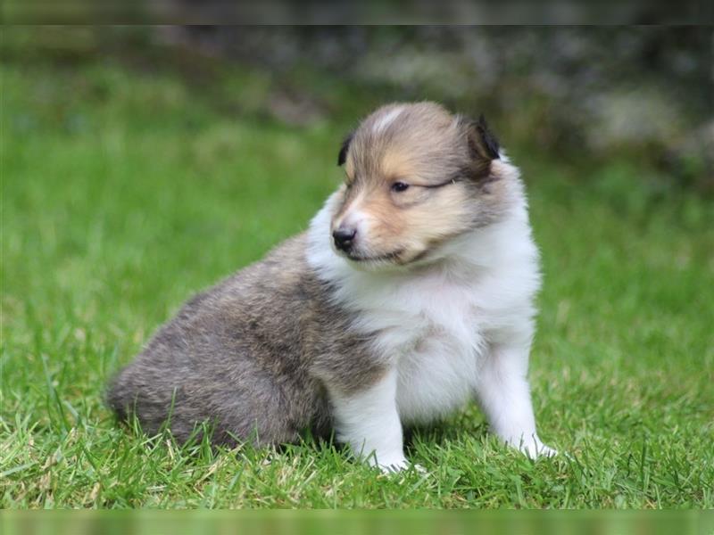 Collie Langhaar Welpen aus liebevoller VDH-Zucht