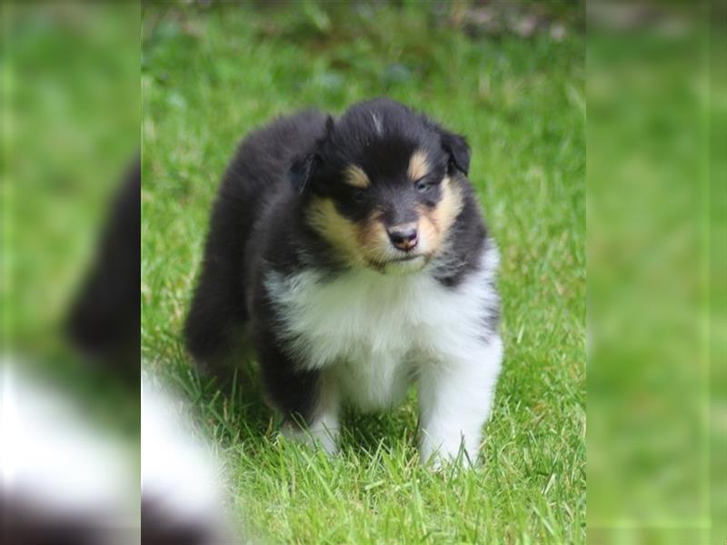 Collie Langhaar Welpen aus liebevoller VDH-Zucht