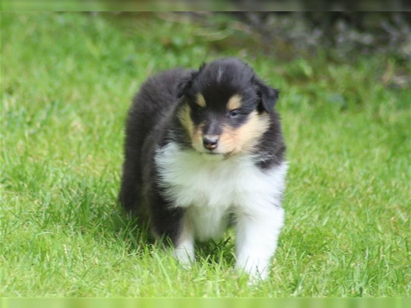 Collie Langhaar Welpen aus liebevoller VDH-Zucht