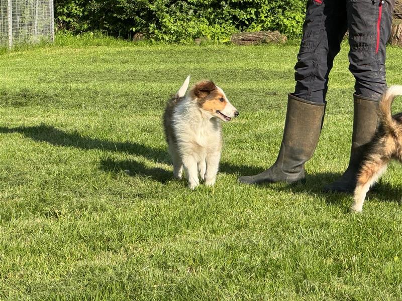 Wunderdchöne  Collie Welpen