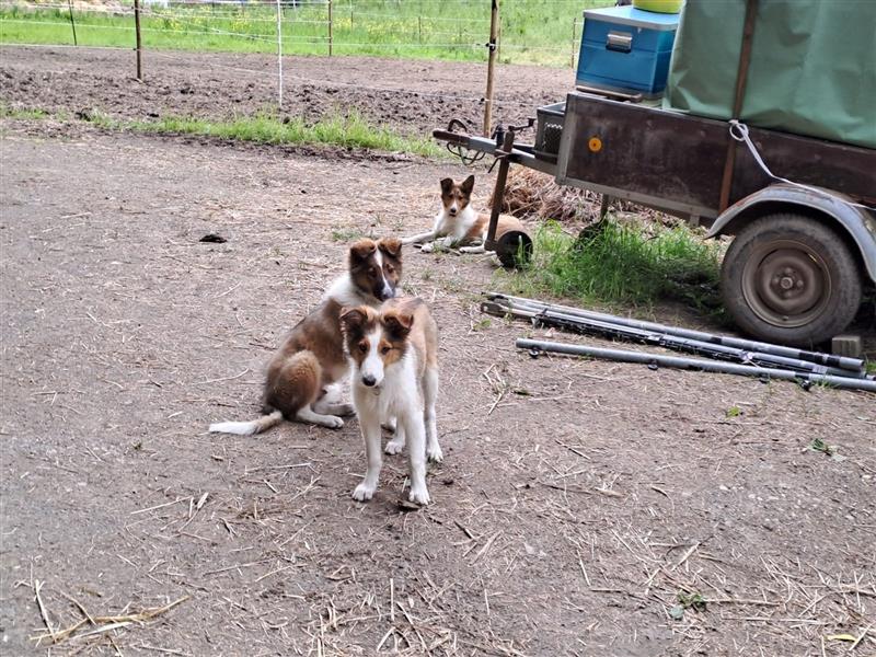 Wunderdchöne  Collie Welpen