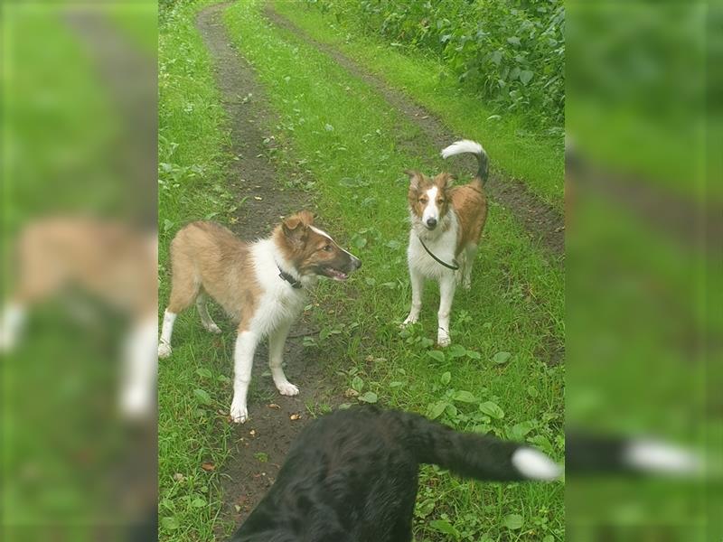 Wunderdchöne  Collie Welpen