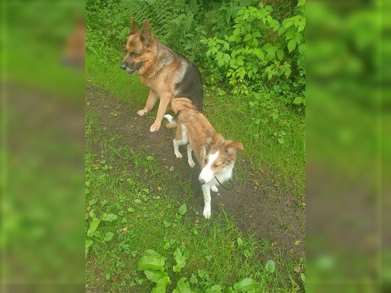 Wunderdchöne  Collie Welpen