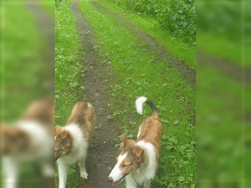 Wunderdchöne  Collie Welpen