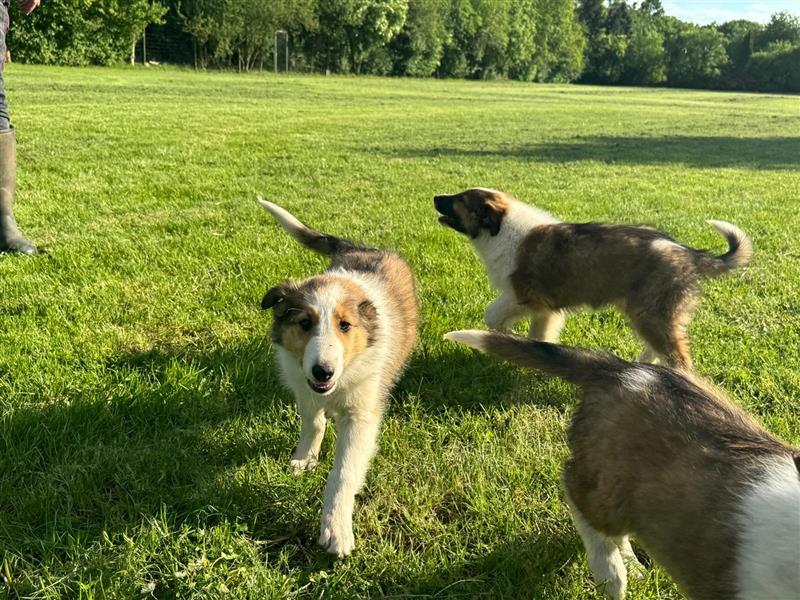 Wunderdchöne  Collie Welpen