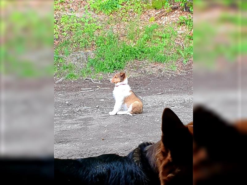 Wunderdchöne  Collie Welpen