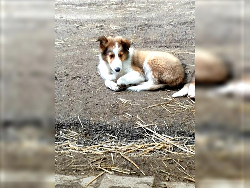 Wunderdchöne  Collie Welpen