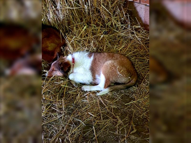 Wunderdchöne  Collie Welpen