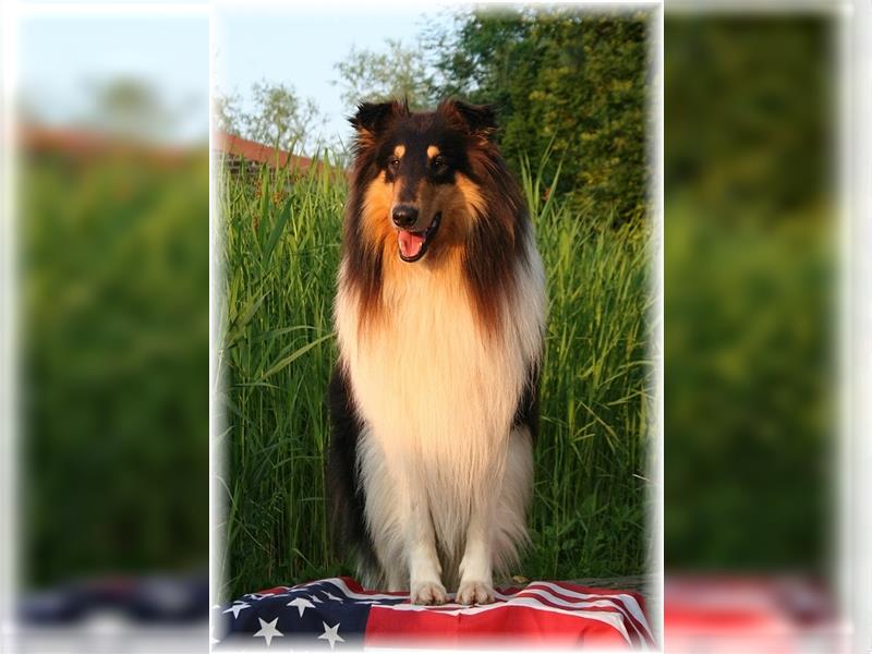 Collie Welpe amerikanische Line Tricolor Rüde /Hündin