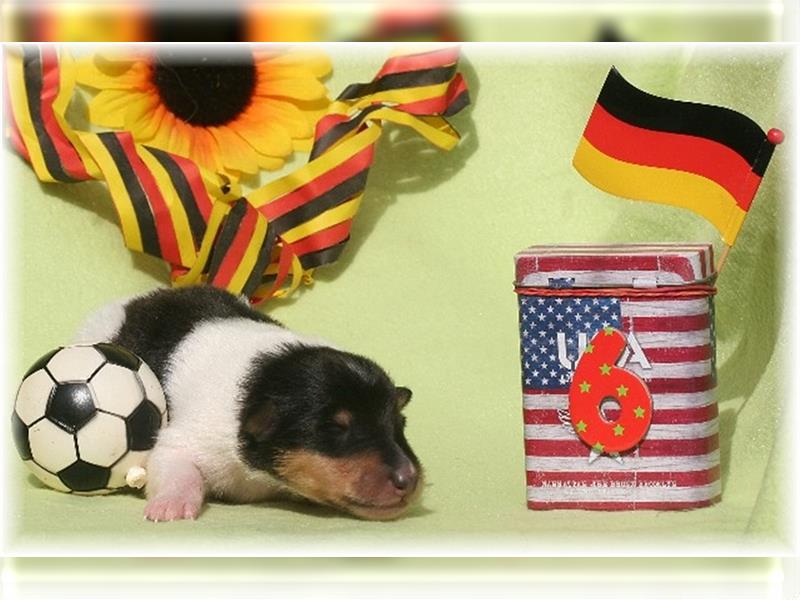 Collie Welpe amerikanische Line Tricolor Rüde /Hündin