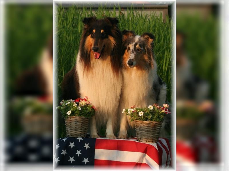 Collie Welpe amerikanische Line Tricolor Rüde /Hündin