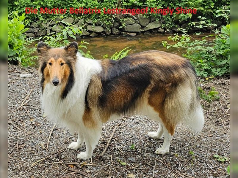 Colliewelpen amerikanisch 2 Hündinnen