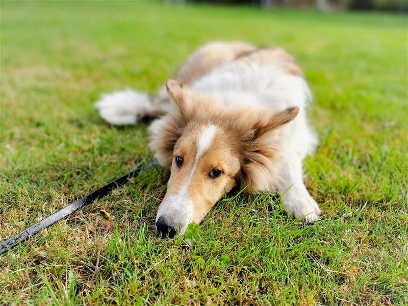 Freundliche Collies suchen ein tolles Zuhause