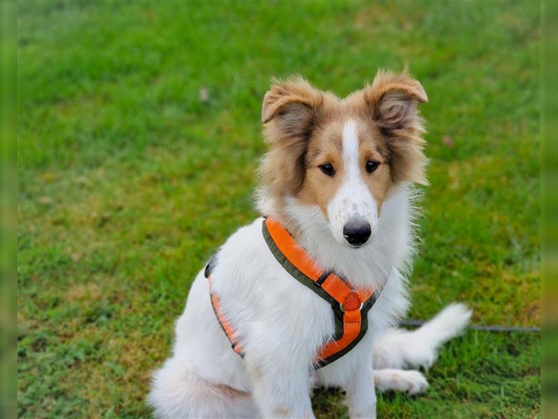 Freundliche Collies suchen ein tolles Zuhause