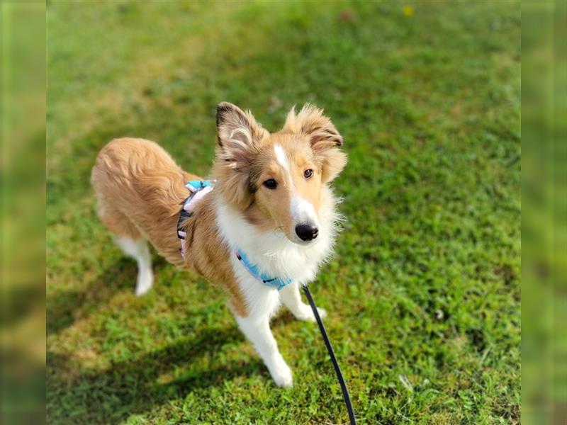 Freundliche Collies suchen ein tolles Zuhause