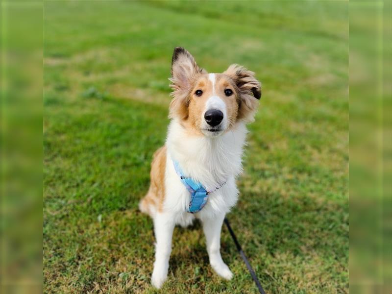 Freundliche Collies suchen ein tolles Zuhause