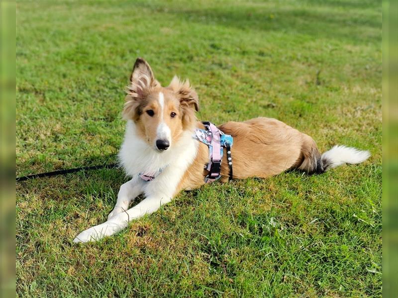 Freundliche Collies suchen ein tolles Zuhause