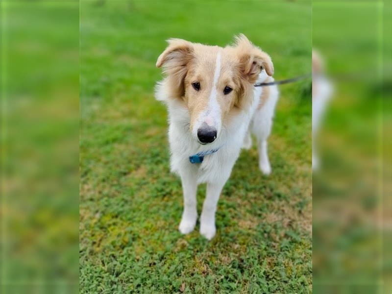 Freundliche Collies suchen ein tolles Zuhause