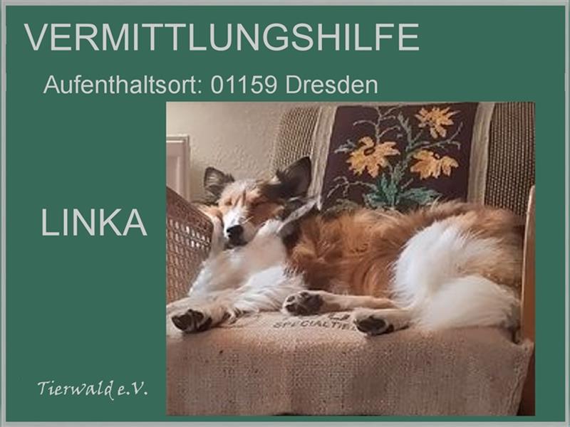 Linka - Sucht ein neues schönes Zuhause