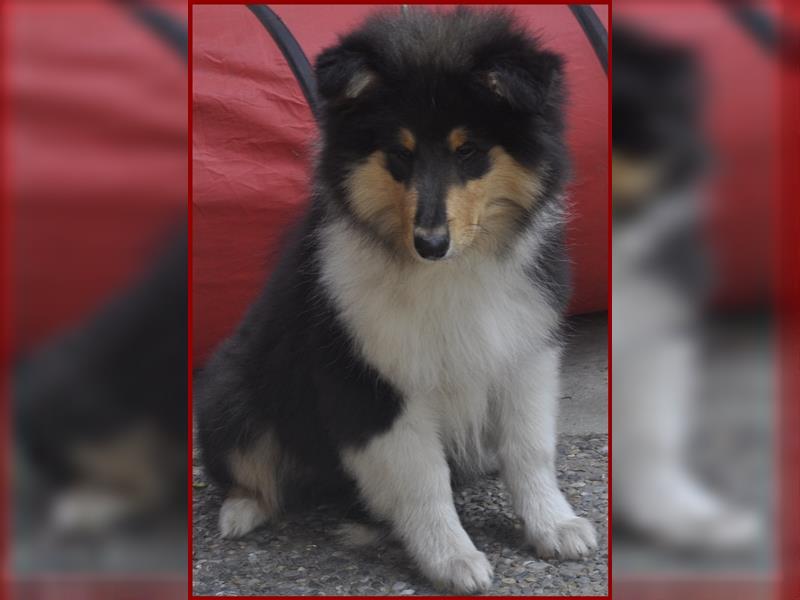 Bezaubernde Colliewelpen in tricolour mit VDH-Papieren