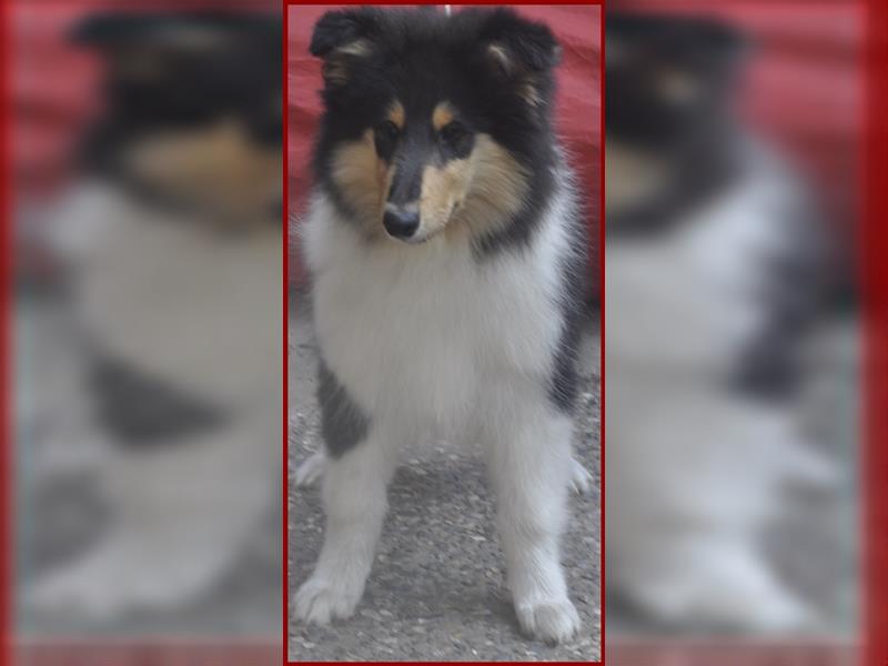 Bezaubernde Colliewelpen in tricolour mit VDH-Papieren