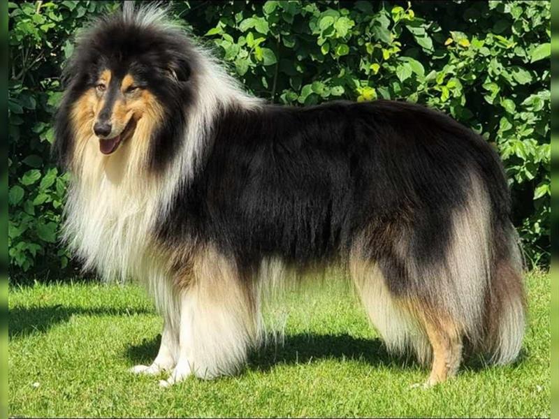 Bezaubernde Colliewelpen in tricolour mit VDH-Papieren