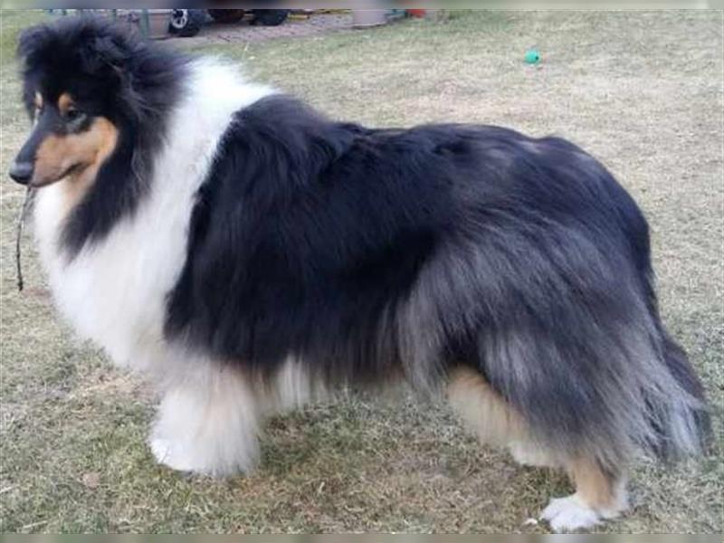 Bezaubernde Colliewelpen in tricolour mit VDH-Papieren