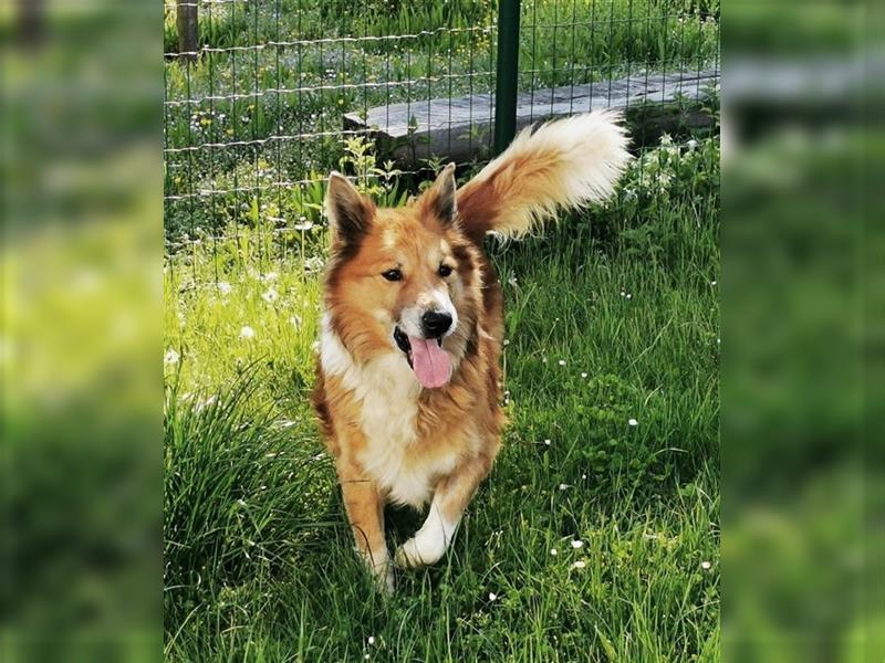 Benji, Collie Mischling, geb. 2013, liebenswerter Senior sucht seine Familie