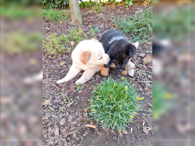 HundeWelpen - Collie Schäferhund Akita Mix - Hundebabys