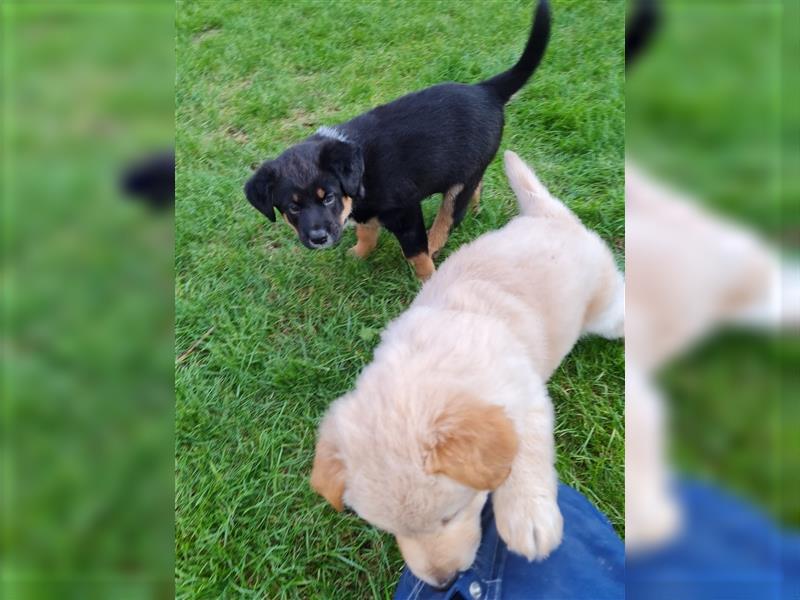 HundeWelpen - Collie Schäferhund Akita Mix - Hundebabys