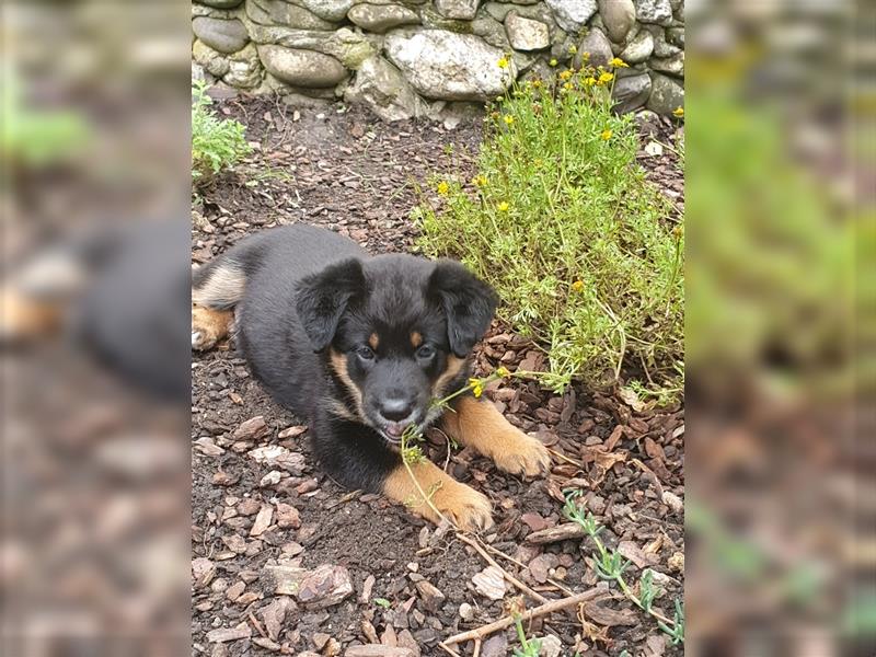 HundeWelpen - Collie Schäferhund Akita Mix - Hundebabys