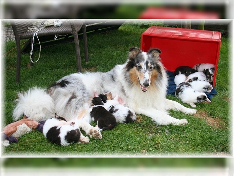 Langhaar Collie Welpen , amerikanische Linie, Rough Collie VDH /FCI Papiere